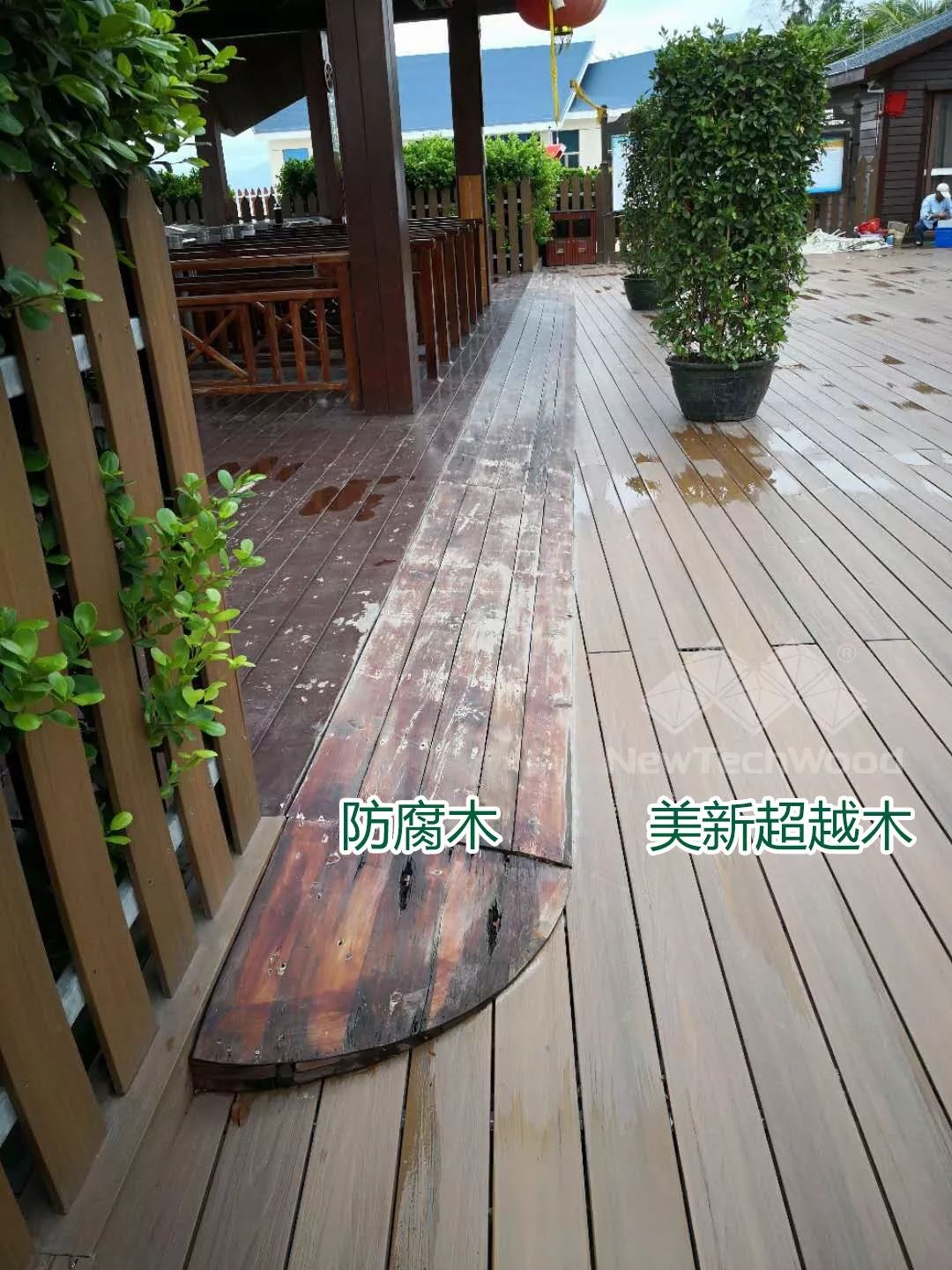 历经风吹雨打，依旧亮丽如初的美新超越木